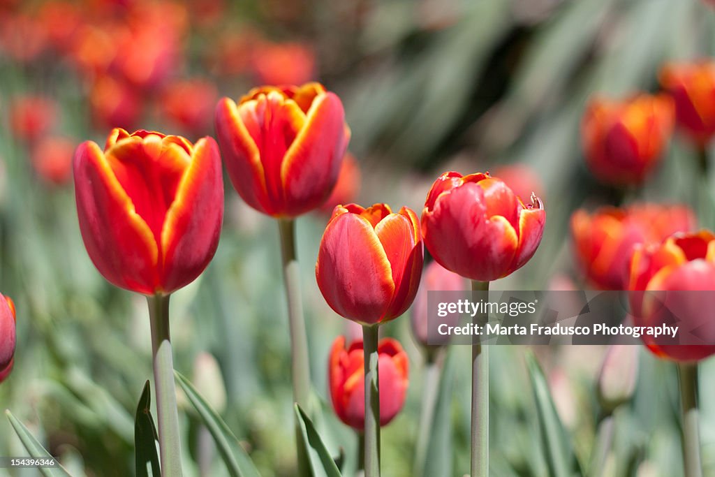 Full of tulips