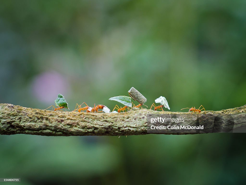 Leaf-cutter ants on branch