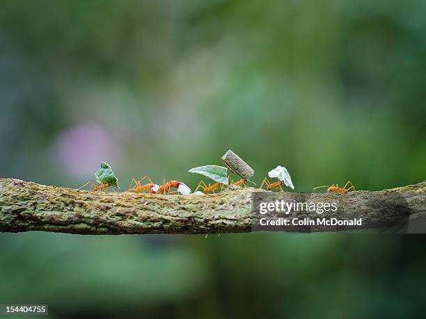 leaf-cutter ants on branch - colônia grupo de animais - fotografias e filmes do acervo