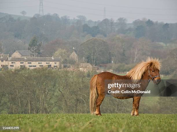 pony - shetland pony stock pictures, royalty-free photos & images