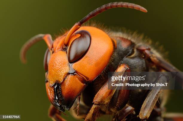 japanese giant hornet - japanese giant hornet stockfoto's en -beelden