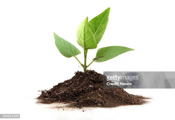 eco concept - plant growth stock pictures, royalty-free photos & images