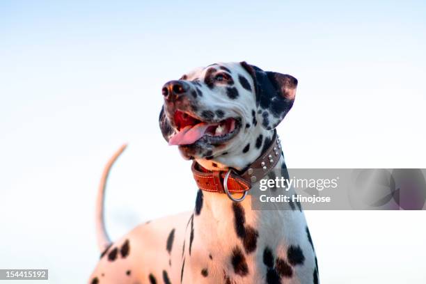 dalmata - dalmata stock pictures, royalty-free photos & images