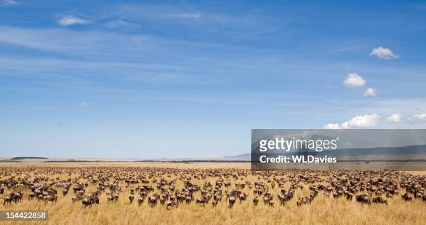 wildebeest migration - masai mara national reserve stockfoto's en -beelden