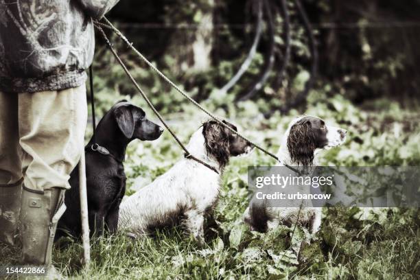 gamekeeperwith his three dogs - springerspaniël stockfoto's en -beelden