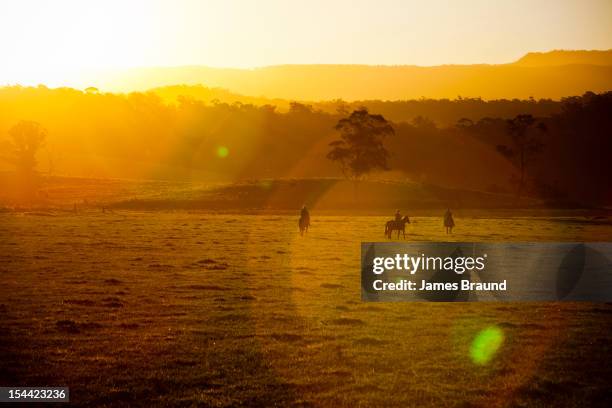 Australian Rodeo Sunset 1,105 Australian Light Horse Stock Photos, High-Res Pictures, and ...
