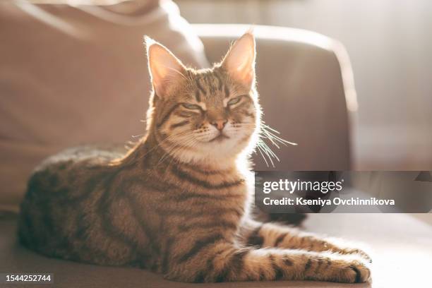 bengal cat lying on sofa and smiling. - foot and mouth disease foto e immagini stock