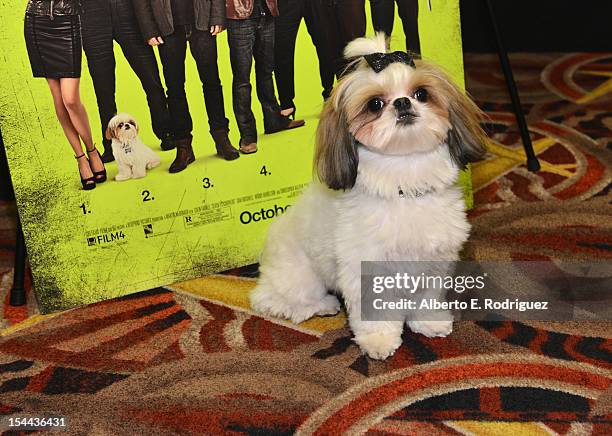 Bonny the ShihTzu attends a screening of CBS Films' "Seven Psychopaths" celebrating the Certified Fresh Rating from RottenTomatoes.com at AMC Century...