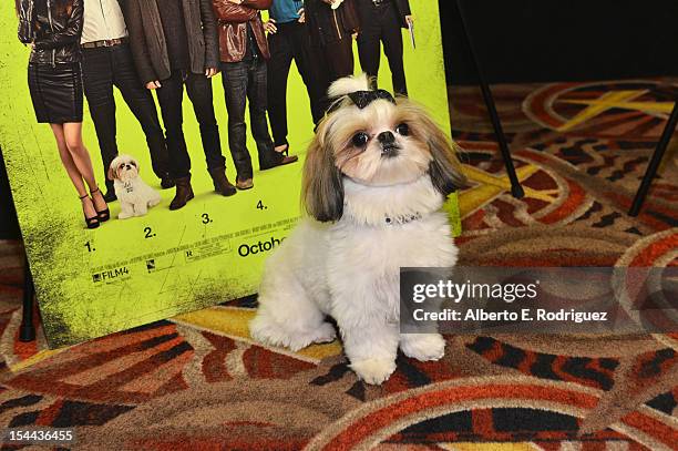 Bonny the ShihTzu attends a screening of CBS Films' "Seven Psychopaths" celebrating the Certified Fresh Rating from RottenTomatoes.com at AMC Century...