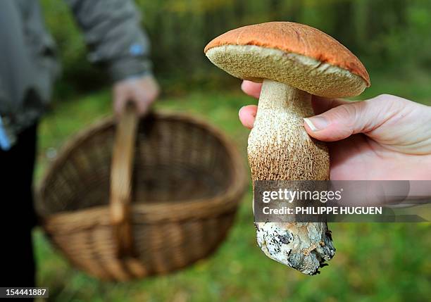 Woman shows a cep , on October 20, 2012 in the Clairmarais' wood. AFP PHOTO PHILIPPE HUGUEN