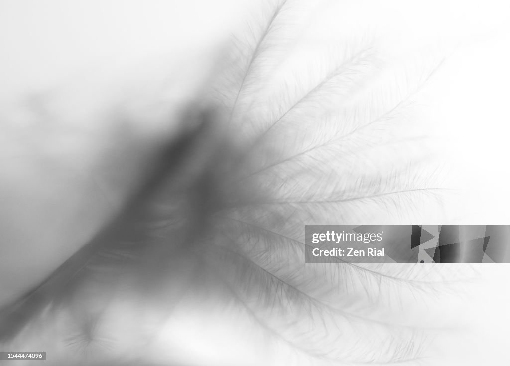 Close up of feathers in black and white
