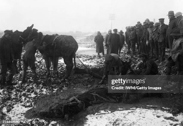 Ministry Of Information First World War Official Collection, British soldiers try to rescue mules from the mud near Bernafay Wood. A row of onlookers...