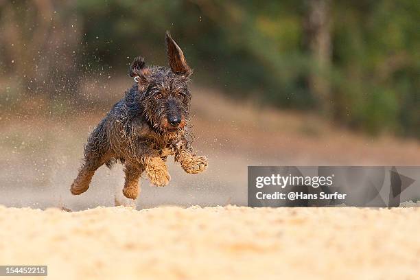 flying wirehaired dachshund - wire haired dachshund stock pictures, royalty-free photos & images