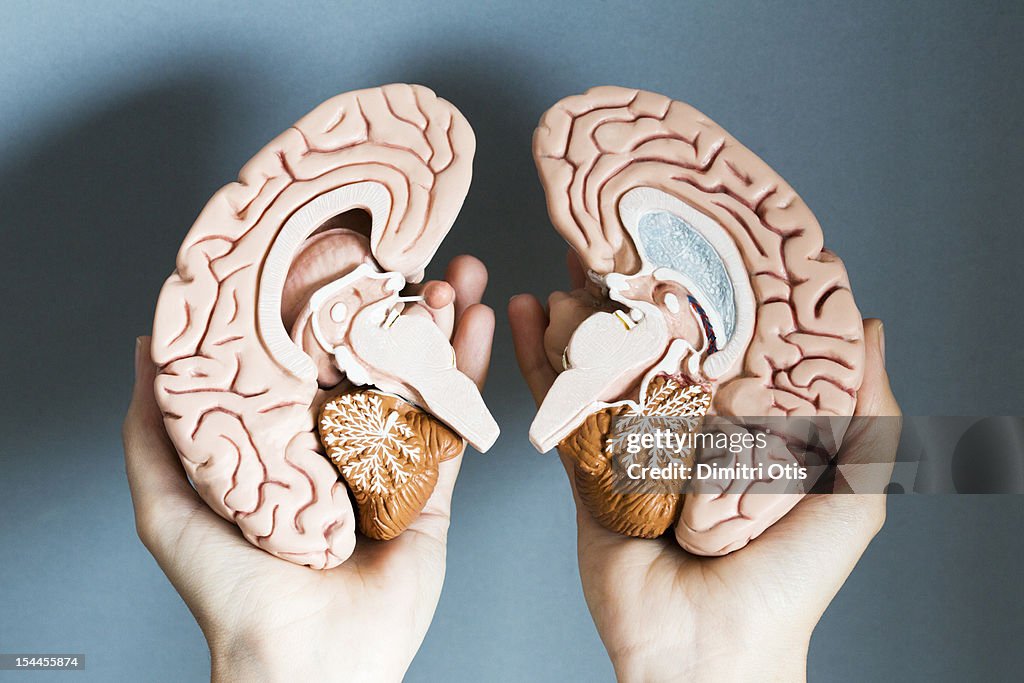 Hands holding two hemispheres of human brain