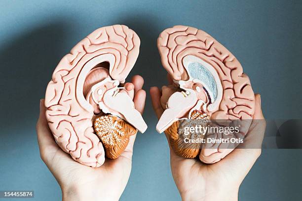 Humans Two Brain Two Brain Hemispheres Photos and Premium High Res Pictures - Getty Images