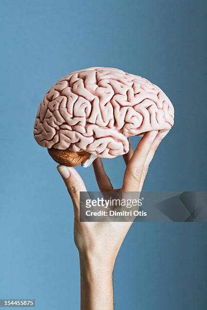 human brain being supported by fingers of a hand - brain hand stock-fotos und bilder