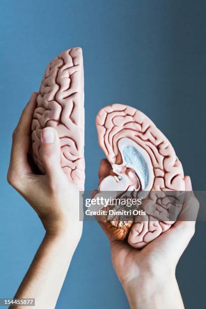 Humans Two Brain 34 Two Brain Hemispheres Stock Photos, High-Res Pictures, and Images ...