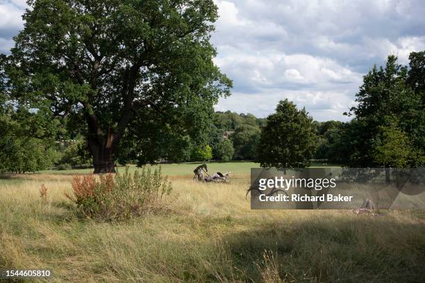Person rests in long grass alongside her bike in Brockwell Park, a south London green space in Lambeth, on 20th July 2023, in London, England.