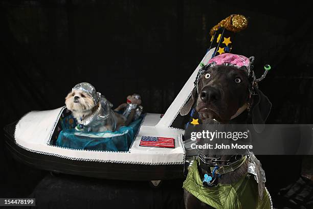 Weimeraner Zeus and Pachino, a shih tzu, pose with their space ship at the Tompkins Square Halloween Dog Parade on October 20, 2012 in New York City....