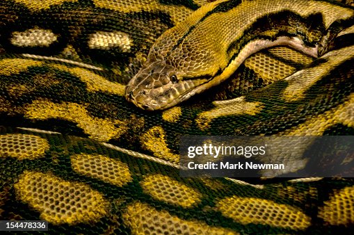Reticulated python (Python reticulatus) coiled Reticulated python (Python reticulatus) coiled