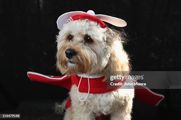 Paddington, a Cavapoo, poses as an airplane at the Tompkins Square Halloween Dog Parade on October 20, 2012 in New York City. Hundreds of dog owners...