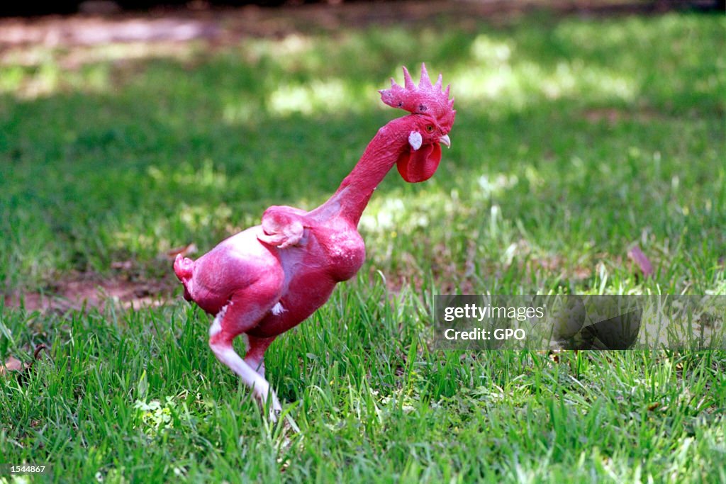 A genetically engineered featherless rooster runs around the campus