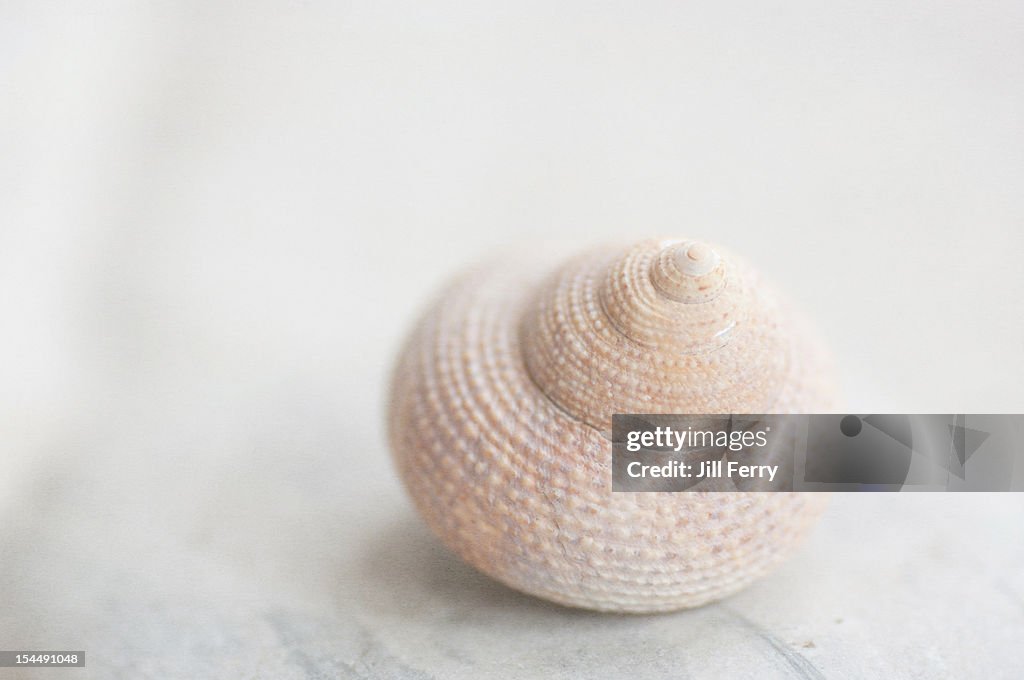 Shell