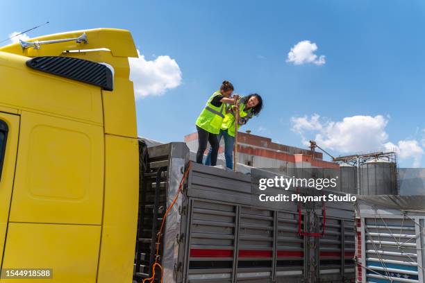 female workers are sampling of grain from a road transport vehicle body - agriculture supply chain technology stock pictures, royalty-free photos & images