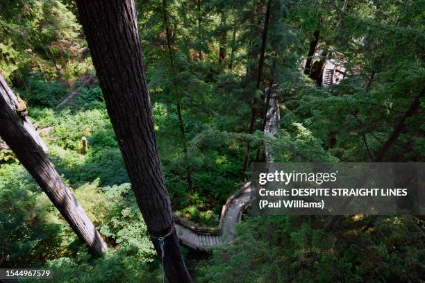 capilano park treetops walk - treetop adventure stock pictures, royalty-free photos & images