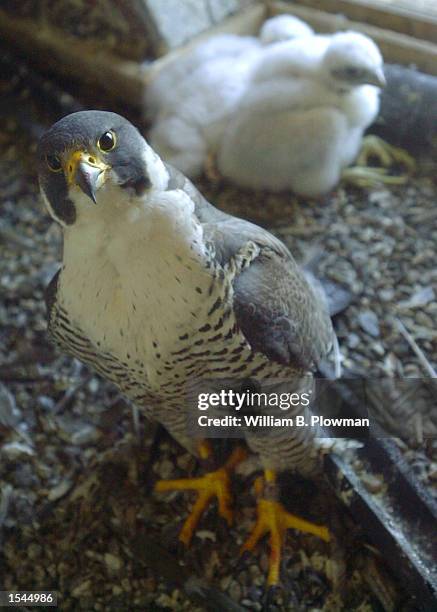 Mother Peregrine falcon guards her three-week-old chicks May 23, 2002 in Boston, MA. Tom French, an employee of the Massachusetts Division of...