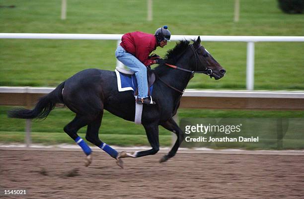 Medaglia d'Oro, trained by Robert Frankel and entered in the Breeders' Cup Classic race runs during morning workouts for the 2002 Breeders' Cup World...