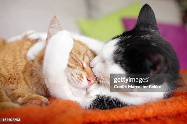 cuddly cat couple kissing - cat cuddle stockfoto's en -beelden