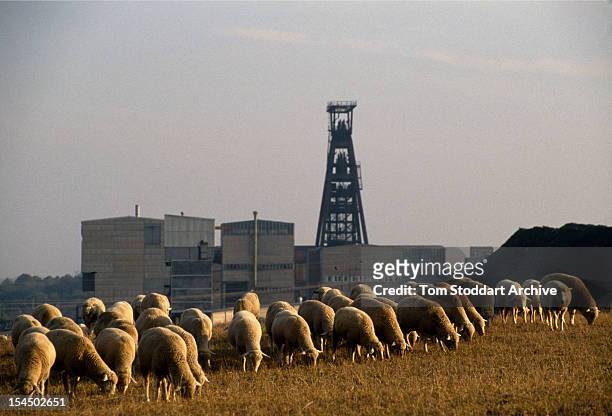 Flock of sheep grazing near uranium waste from a mine at Drosen, East Germany, 1st January 1991.