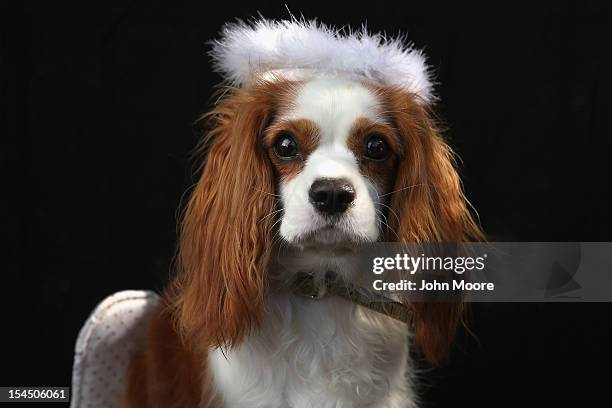 King Charles Spaniel Daisy poses as an angel at the Tompkins Square Halloween Dog Parade on October 20, 2012 in New York City. Hundreds of dog owners...