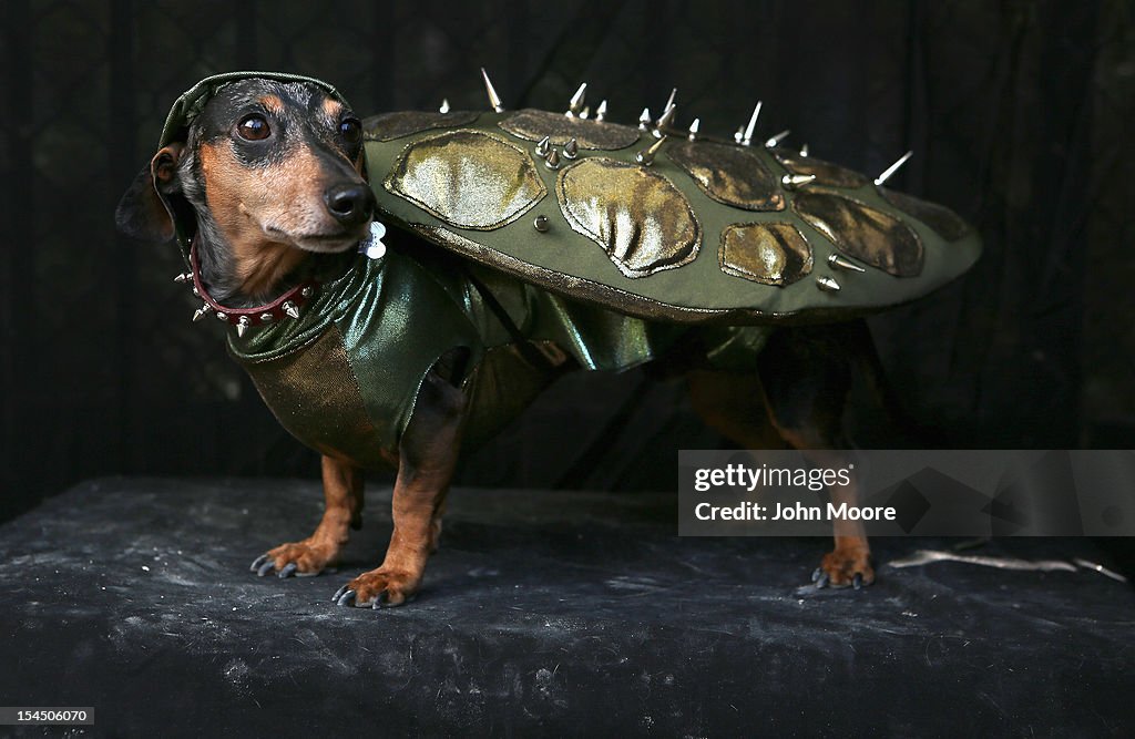 Dogs Dress Up For Annual Tompkins Square Park Halloween Parade