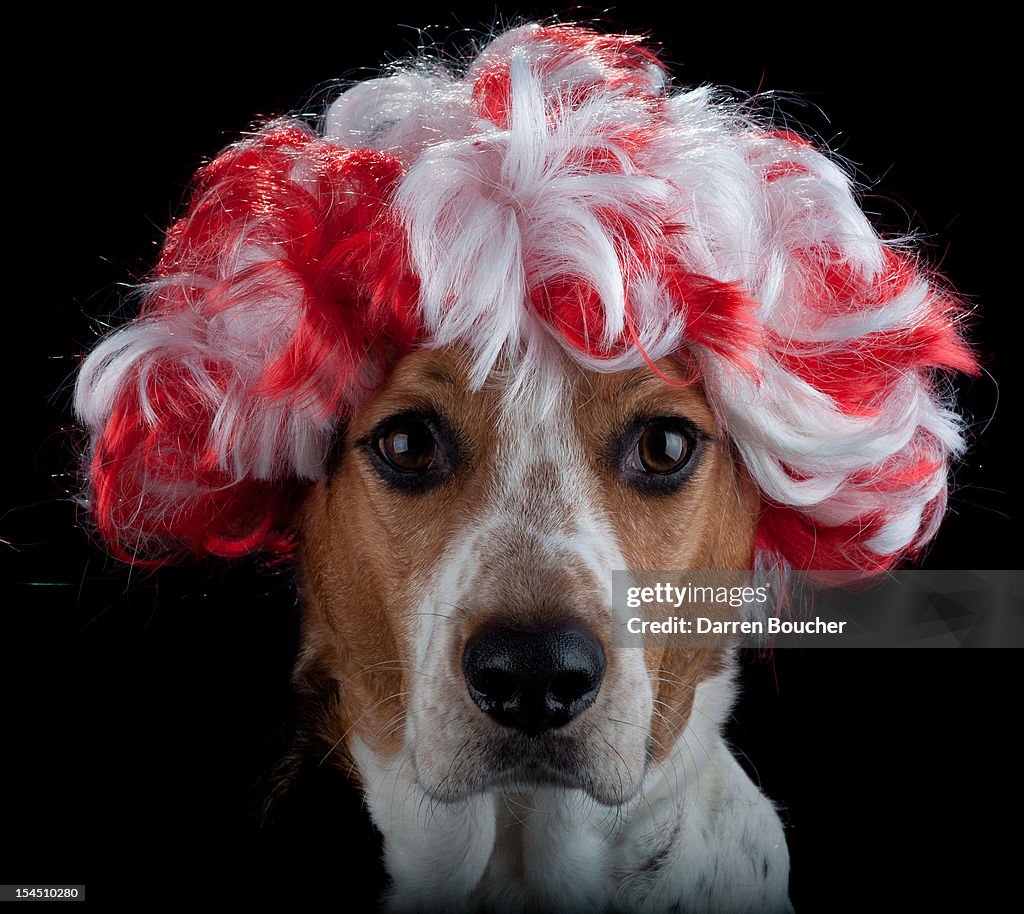 Hound in Red & White Wig