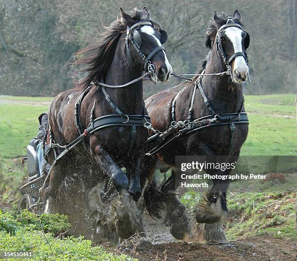 horse power. - shire horse stock pictures, royalty-free photos & images