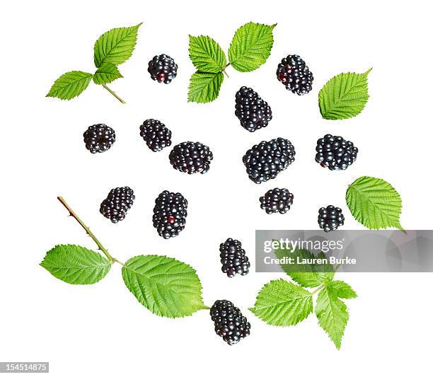 assorted blackberries and leaves - blackberry fruit on white stock pictures, royalty-free photos & images