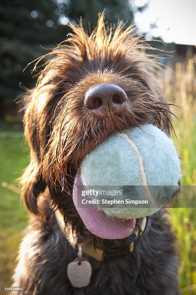 Wire-haired pointing Griffon with large tennis bal