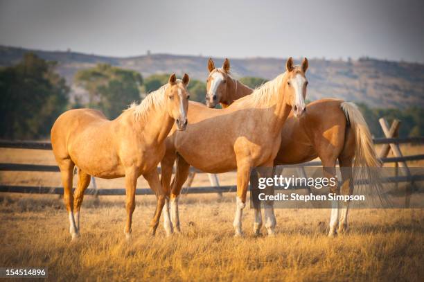 three palomino ponies looking at the camera - palomino stock pictures, royalty-free photos & images