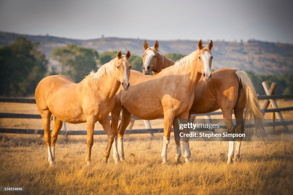 Three palomino ponies looking at the camera