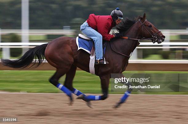 Medaglia d'Oro, trained by Robert Frankel and entered in the Breeders' Cup Classic race runs during morning workouts for the 2002 Breeders' Cup World...