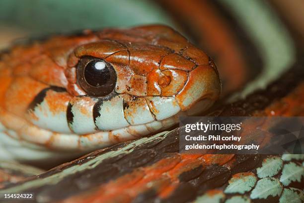 american garter snake - garter snake fotografías e imágenes de stock