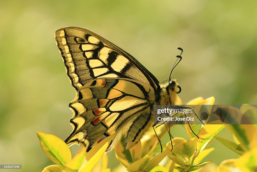 Mariposa - Papilio machaon
