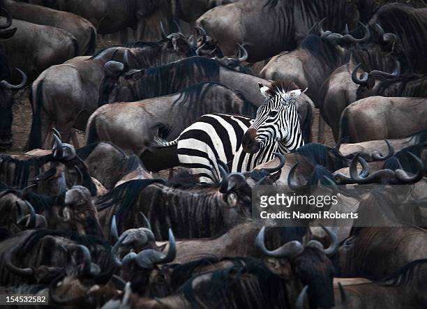 in the midst - zebra africa stock-fotos und bilder