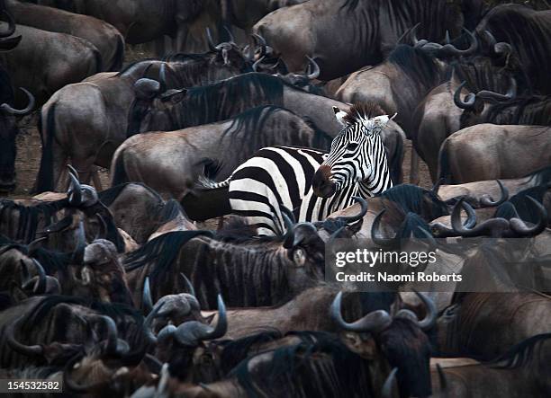 in the midst - un animal fotografías e imágenes de stock