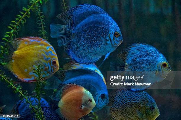 colorful discus (symphysodon aequifasciatus) fish - symphysodon stock pictures, royalty-free photos & images