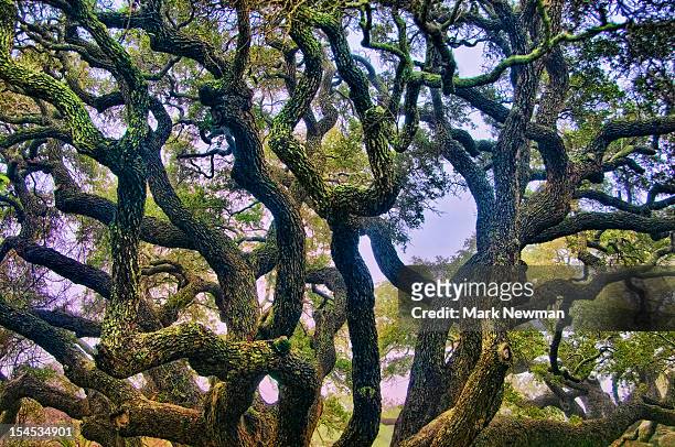 live oak tree - live oak tree stock pictures, royalty-free photos & images