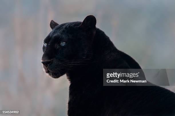 black leopard (panthera pardus) - black leopard stock pictures, royalty-free photos & images