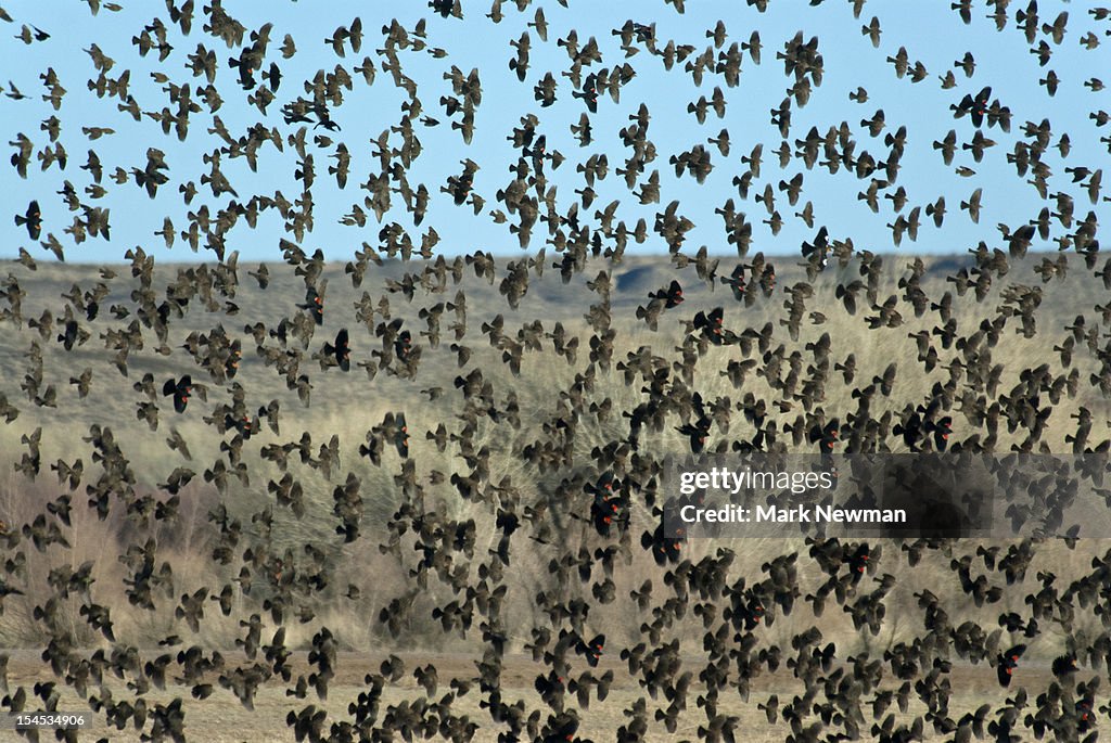 Large Flock of Blackbirds and Cowbirds